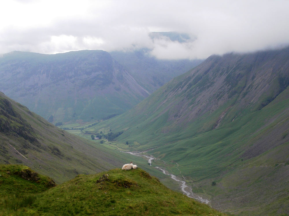 Sheep enjoying the view towards Yewbarrow